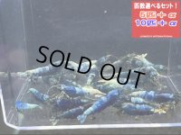 ターコイズ  MATERIAL BLUE 全て♀確定（送料込み）