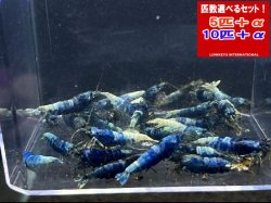 画像1: ターコイズ  MATERIAL BLUE 全て♀確定（送料込み）