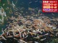 白ビーシュリンプ ハイブリミックス（送料込み）