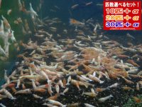 白ビーシュリンプ ハイブリミックス（送料込み）