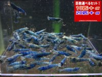 死着補償付き TURQUOISE MATERIAL BLUE サイズ小（送料込み）