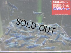 画像1: TURQUOISE MATERIAL BLUE サイズ小（送料込み）
