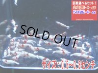 死着補償付き レッドビーシュリンプ(PRL) 小さめモスラ（送料込み）