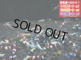 シャドーバラエティ（送料込み）