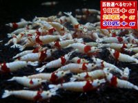 死着補償付き レッドビーシュリンプ モスラAS オス個体（送料込み）