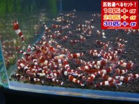 死着補償付き レッドシャドーシュリンプ（送料込み）