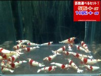 レッドビーシュリンプ 有名ブランドお任せSS（送料込み）