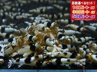 ブラックビーシュリンプAクラス （送料込み）