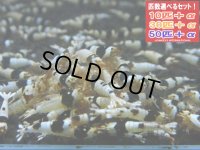 死着補償付き ブラックビーシュリンプAクラス （送料込み）