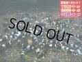 ブラックシャドーシュリンプ （送料込み）