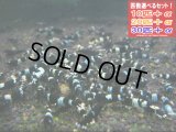 ブラックシャドーシュリンプ （送料込み）