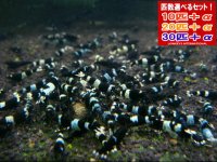 死着補償付き ブラックシャドーシュリンプ （送料込み）