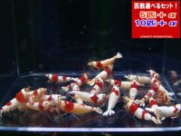 レッドビーシュリンプ 表現MIX 全て♀確定（送料込み）