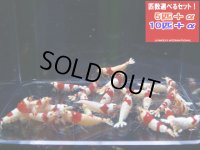 レッドビーシュリンプ 表現MIX 全て♀確定（送料込み）