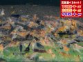 金眼タイガーMIX （送料込み）