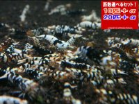 死着補償付き ブラックファンシータイガー 小さめミドル（送料込み）