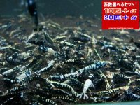 ギャラクシーブラックピント（送料込み）