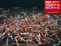 死着補償付き ギャラクシーレッドピント（送料込み）