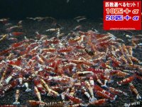 死着補償付き ギャラクシーレッドピント（送料込み）