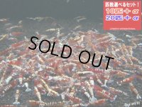 ギャラクシーレッドピント（送料込み）