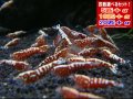 死着補償付き レッドフィッシュボーン スノーフラワー（送料込み）