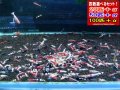 死着補償付き 新種系色々MIX お宝ミックス選別漏れ（送料込み）
