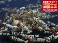 死着補償付き ブラックファンシータイガースターター（送料込み）