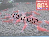 レッドダイヤ （送料込み）