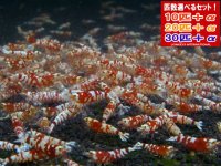 死着補償付き レッドファンシータイガースターター（送料込み）