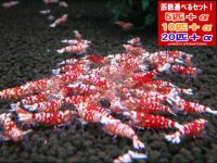 死着補償付き レッドファンシータイガーミドル（送料込み）