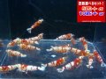 レッドファンシータイガーミドル全て♀確定（送料込み）