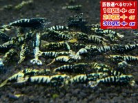 死着補償付き フィッシュボーン スターター（送料込み）