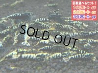 フィッシュボーン スターター（送料込み）