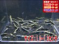 死着補償付き フィッシュボーンASミックス サイズ小（送料込み）