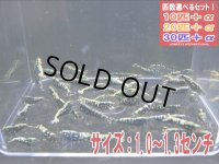 フィッシュボーンASミックス サイズ小（送料込み）