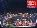 死着補償付き レッドフィッシュボーンASミックス サイズ小（送料込み）
