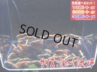 レッドフィッシュボーンASミックス サイズ小（送料込み）