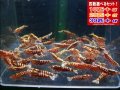 死着補償付き レッドフィッシュボーン スターター（送料込み）