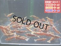 レッドフィッシュボーン スターター（送料込み）