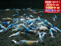 死着補償付き ターコイズシュリンプ（送料込み）