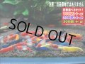 メタカラ フルカラーミックスの稚えび（送料込み）