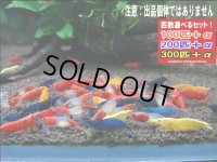 メタカラ フルカラーミックスの稚えび（送料込み）
