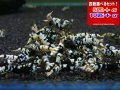 ブラックファンシータイガー Sクラス（送料込み）