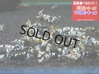 ブラックファンシータイガー Sクラス（送料込み）