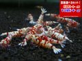 レッドファンシータイガー Sクラス（送料込み）