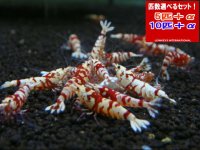 レッドファンシータイガー Sクラス（送料込み）