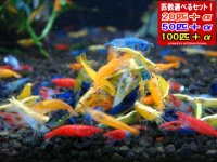死着補償付き メタルカラーシュリンプ バラエティ＋稚えびセット（送料込み）