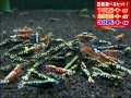 死着補償付き ブラック＆レッドフィッシュボーンお宝ミックス（送料込み）