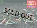 ブラック＆レッドフィッシュボーンお宝ミックス（送料込み）