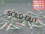 ブラック＆レッドフィッシュボーンお宝ミックス（送料込み）
